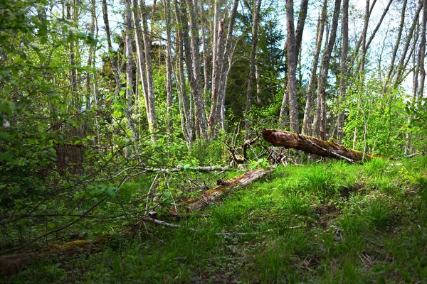 Escena Del Bosque Oscuro Árboles Verdes Ramas Musgosas Cerca — Foto de Stock