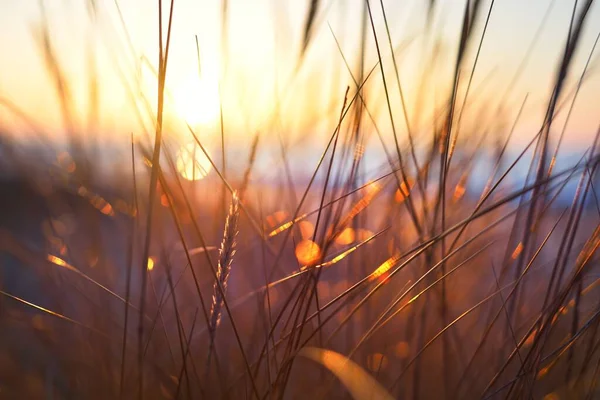 Costa Del Mar Báltico Atardecer Atardecer Dorado Dunas Arena Plantas — Foto de Stock