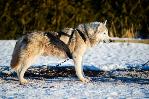 Husky Marche Joue Dans Neige Par Une Journée Hiver Ensoleillée — Photo