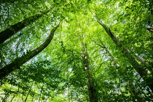 Peisaj Forestier Vară Pădurea Verde Fag Copacii Apropie Germania — Fotografie, imagine de stoc