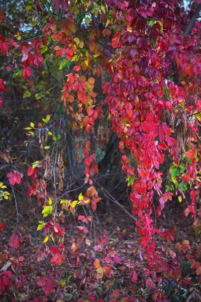 Hojas Coloridas Uva Decorativa Roja Verde Parque Ciudad Cerca Otoño —  Fotos de Stock