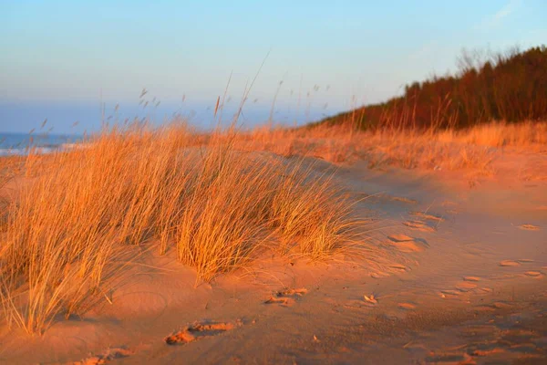 日没時にバルト海の海岸 黄金の夜の日差し 砂丘や植物のクローズアップ ラトビアの早春 自然環境生態学 — ストック写真