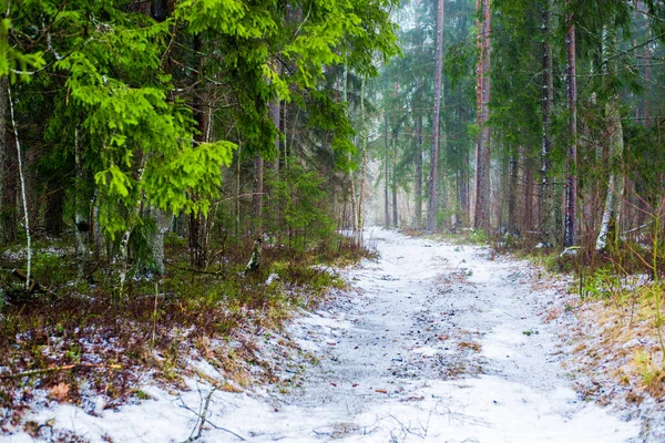 Paisagem Rural Inverno Névoa Branca Floresta Pinhais Pura Luz Matinal — Fotografia de Stock