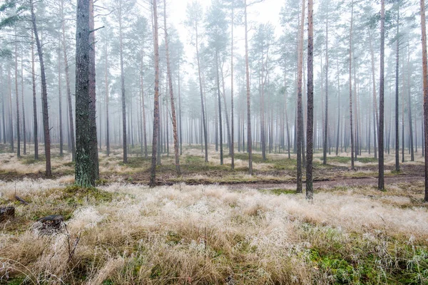 森の風景 曇りの冬の日に松の木を通して朝の霧 ラトビア — ストック写真