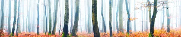 Floresta Outono Enevoada Com Silhuetas Árvores Lorena França Faia Árvores — Fotografia de Stock