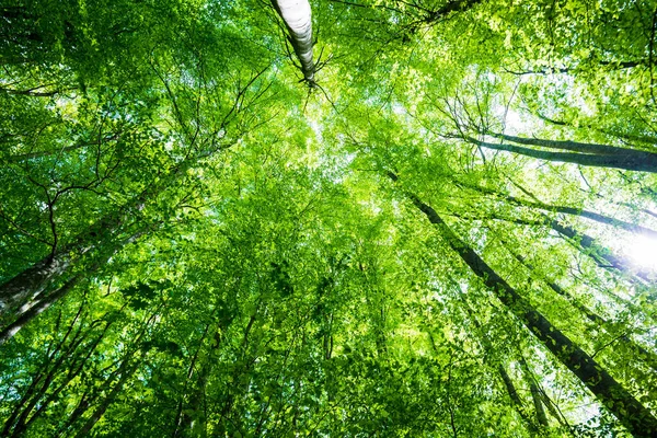 Paisaje Forestal Verano Bosque Haya Verde Árboles Primer Plano Alemania — Foto de Stock