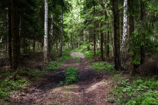 Caminho Através Floresta Perene Pinheiros Close Luz Solar Através Dos — Fotografia de Stock