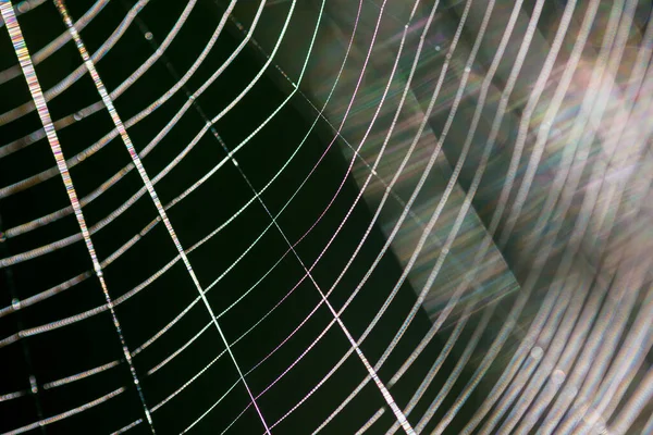 Spider Silk Texture Close Sun Rays Colorful Day Light — Stock Photo, Image