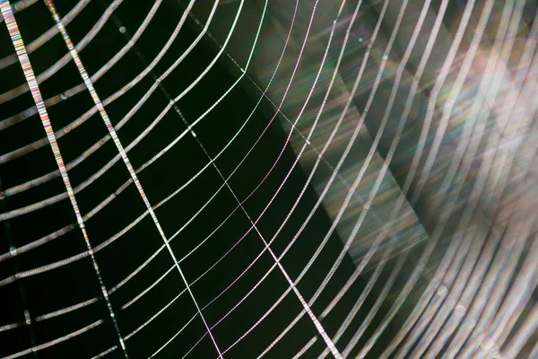 Textura Seda Araña Primer Plano Rayos Sol Luz Día Colorida — Foto de Stock