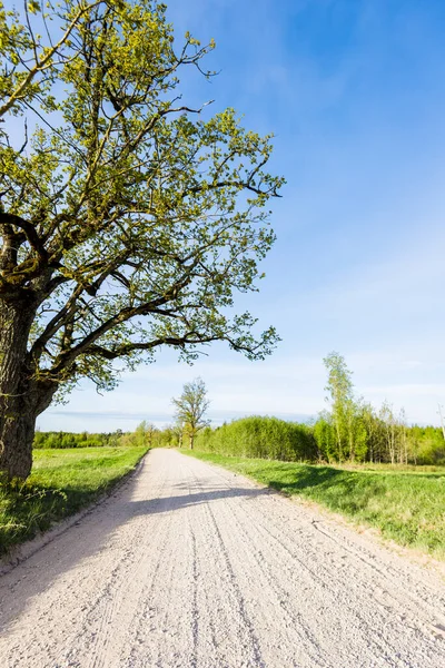 Paisagem Rural Uma Estrada Terra Através Dos Campos Verdes País — Fotografia de Stock