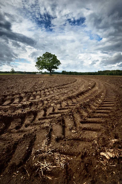Primer Plano Del Árbol Campo Agrícola Del País Fondo Letonia —  Fotos de Stock