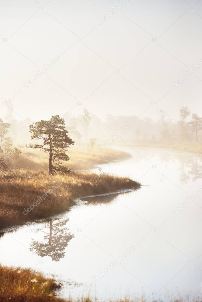 A swamp at sunrise. Pine trees in a fog. Reflections on the water. Pure morning light, sun rays through the tree trunks. Kemeri national park, Latvia