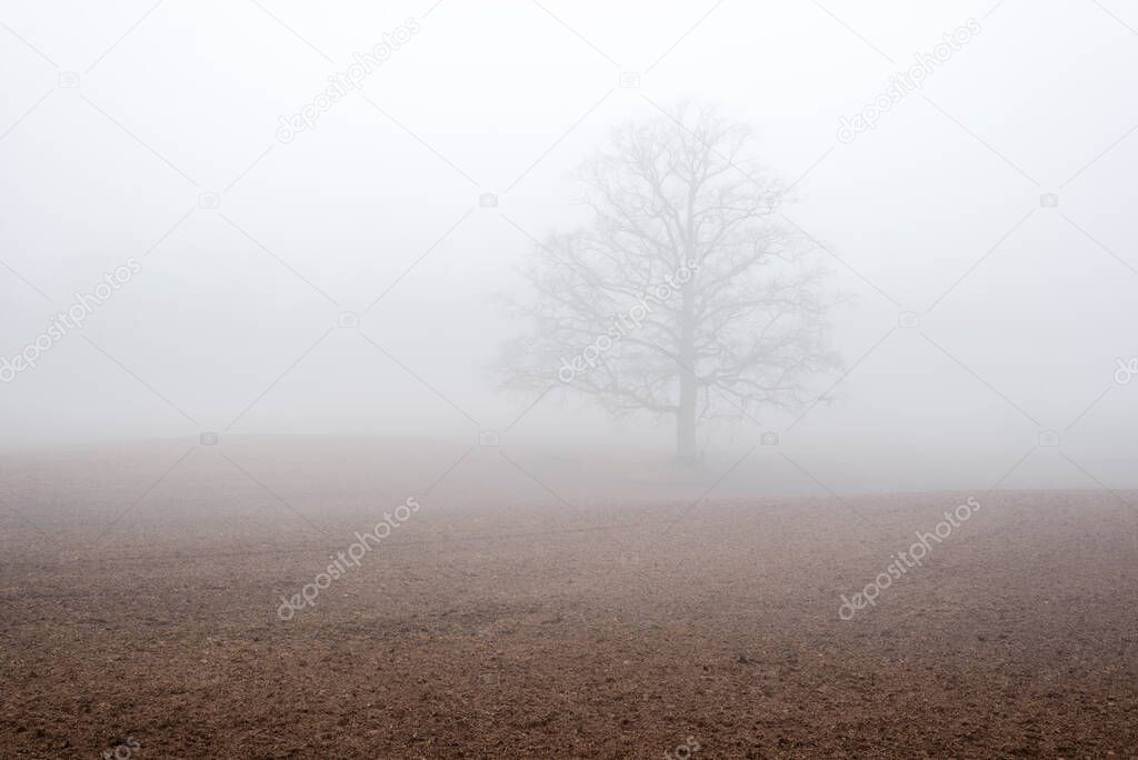 Country landscape. An empty agricultural field in a strong morning fog. Old oak tree without leaves close-up. Latvia