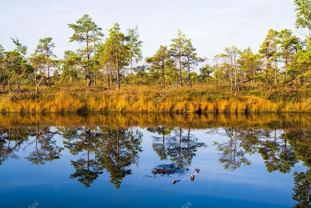 Crystal clear lake and swamp in a morning haze. Reflection on the water. Bright blue sky. Pine trees in the background. Kemeri national park, Latvia