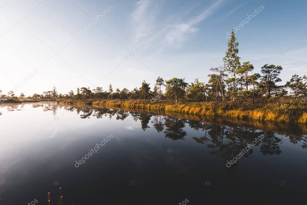 Clear blue sky above the crystal clear lake (bog) at sunrise. Pine trees and heather flowers in the background. Symmetry reflections on water, natural mirror. Autumn in Kemeri national park, Latvia