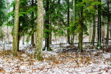 Kış kır manzarası. Ormanda beyaz bir sis. Çam ağaçları ve saf sabah ışığı. İsveç