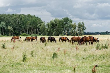Yaz kır manzarası. Bulutlu bir günde yeşil bir tarlada atlar. Arka planda orman var. ABD