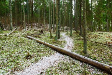 Karla kaplı karışık kozalaklı ormanda bir patika, yeşil çam ve çam ağaçları, yakın ağaç kütükleri, Almanya