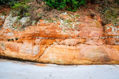 Kış orman manzarası. Nehir kenarındaki kayalıklar ve arka planda çam ağaçları. Gauja Ulusal Parkı, Letonya