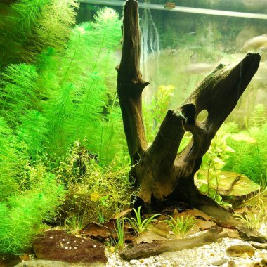 Akvaryum, Avrupa doğasının doğal biyopsilerini temsil ediyor. Canlı bitkilerle dolu soğuk su tankı.