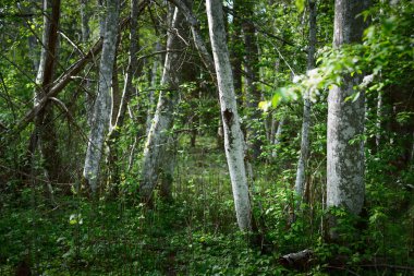 Karanlık orman sahnesi. Yeşil ağaçlar ve yosunlu dallar kapanıyor