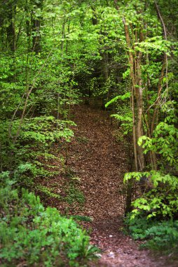Yaz ormanı manzarası. Yeşil kayın ormanı, yakın ağaçlar. Almanya