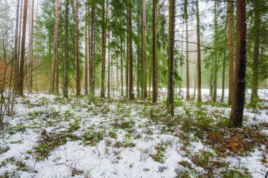 Kış kır manzarası. Ormanda beyaz bir sis. Çam ağaçları ve saf sabah ışığı. İsveç