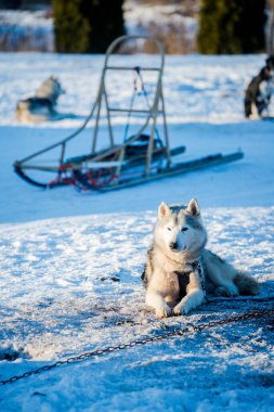 Açık ve güneşli bir kış gününde Husky karda yürüyor ve oynuyor. Laponya, Finlandiya