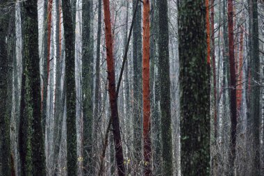 Karanlık orman sahnesi. Yağmurlu bir sonbahar günü. Yosun dolu ağaç gövdeleri yakın plan. Letonya