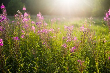 Gün batımında pembe çiçekler, yakın plan. Kahrolası kır arazisi. Yaz manzarası. Sıcak akşam güneşi. Letonya