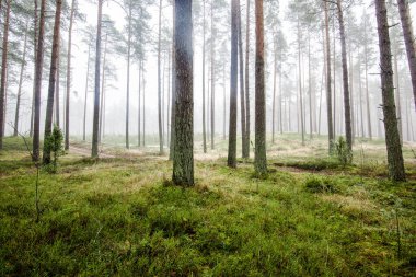 Orman manzarası. Bulutlu bir kış gününde çam ağaçlarının arasından sabah sisi. Letonya