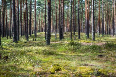 Yağmurdan sonra çam ormanı. Ağaçlar, yosunlar ve eğreltiotu yakından. Yaz manzarası. Finlandiya