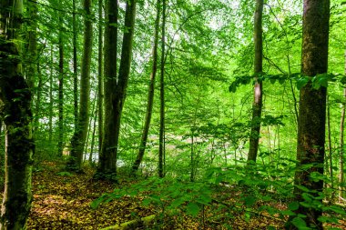 Yaz ormanı manzarası. Yeşil kayın ormanı, yakın ağaçlar. Almanya