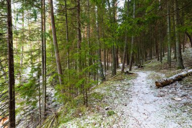 Karışık kozalaklı bir ormanın, yeşil çam ve ladin ağaçlarının karla kaplı tepelerinde Almanya 'ya yakın bir patika.