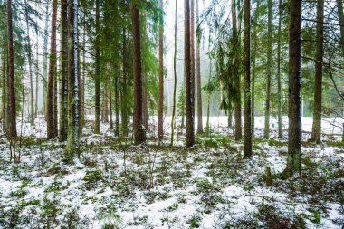 Kış kır manzarası. Ormanda beyaz bir sis. Çam ağaçları ve saf sabah ışığı. İsveç