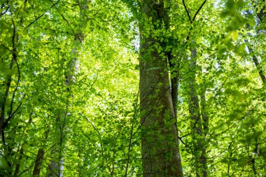 Yaz ormanı manzarası. Yeşil kayın ormanı, yakın ağaçlar. Almanya