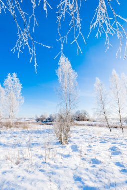 Kar fırtınasından sonra güneşli bir kış gününde genç, soğuk huş ağaçları. Düşen kar taneleri. Eski şehir parkında karla kaplı tepeler. Ulbroka, Letonya. Çevre koruma, eğlence teması