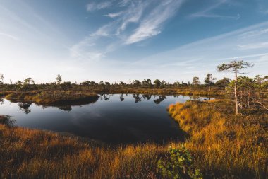 Gün doğumunda kristal berrak göl (bataklık) üzerinde açık mavi gökyüzü. Arka planda çam ağaçları ve funda çiçekleri var. Suyun simetri yansımaları, doğal ayna. Letonya Kemeri Milli Parkı 'nda sonbahar