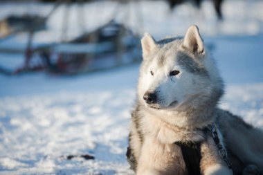 Açık ve güneşli bir kış gününde Husky karda yürüyor ve oynuyor. Laponya, Finlandiya