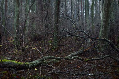 Karanlık orman sahnesi. Yağmurlu bir sonbahar günü. Yosunlu çam ağaçları, huş ağaçları ve yakın bir nehir. Letonya