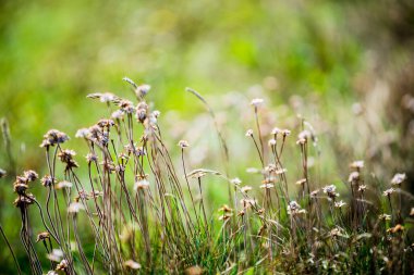 Saha bitkileri yakın plan
