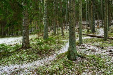 Karla kaplı karışık kozalaklı ormanda bir patika, yeşil çam ve çam ağaçları, yakın ağaç kütükleri, Almanya