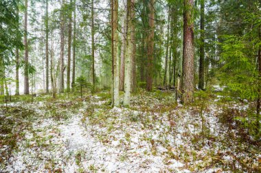Kış kır manzarası. Karla kaplı ormanda beyaz bir sis. Çam ağaçları ve saf sabah ışığı. İsveç
