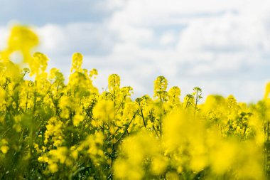Bahar manzarası. Güneşli bir günde arka planda çiçek açan kolza tohumu tarlası ve orman manzarası. Çiçekler yakında. Letonya