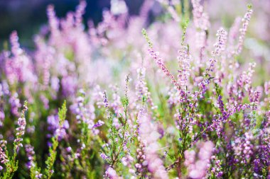 Ormanda sabah oldu. Çiçekli fundalık yakın plan. Letonya