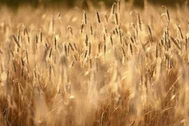 Tarım ekinleri gün batımında. Doku ve yakın çekim. Saf altın ışık. Letonya
