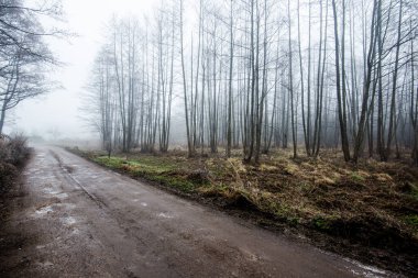 Orman manzarası. Ağaçların arasından geçen toprak bir yol. Bulutlu bir kış gününde sabah sisi. Letonya