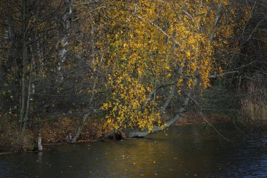 Sonbahar kırsal arazisi. Orman nehri ve arka planda ağaçlar. Gün batımında, Letonya 'da mavi gökyüzüne karşı altın huş ağacı.