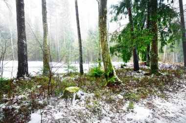 Karla kaplı, gizemli, yemyeşil ormanın içinden geçen yol. Çam, ladin, köknar ağaçları, yakın plan kütükler. Doğa, mevsimler, kış, ekoloji, İsveç 'te çevre koruma. Karanlık atmosferik manzara