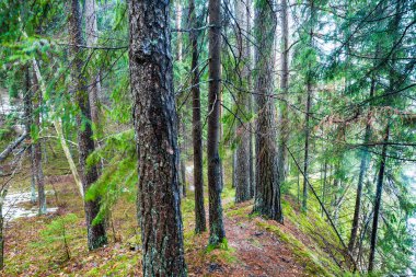 Kış kır manzarası. Ormanda beyaz bir sis. Çam ağaçları ve saf sabah ışığı. Orman yolu. Almanya